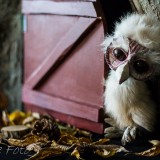 Pino, foto Fearke 4